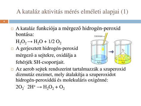 Infografika az őszülés biológiájáról: pigmentáció folyamata, kataláz szerepe, hidrogén-peroxid felhalmozódás