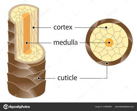 Infografika a haj felépítéséről: cuticula, cortex, medulla, hajhagymák és a növekedési ciklus fázisai
