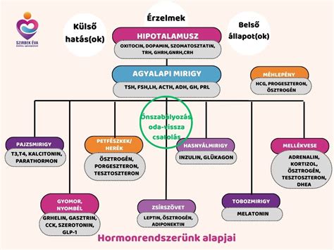 Infografika: Hormonális hatások a hajra