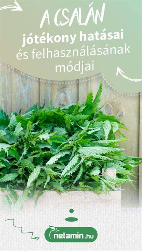 Infografika: Csalán hatóanyagai és hatásai a hajra