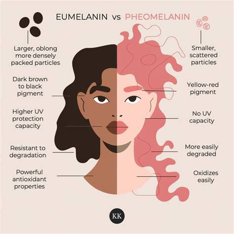 Infografika a haj pigmentációjának folyamatáról: melanociták, eumelanin vs. pheomelanin, és az őszülés biokémiai útja