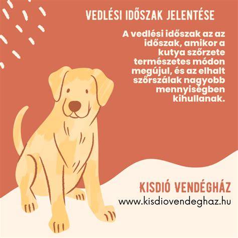 Infografika: kettős szőrzet felépítése és vedlési időszak