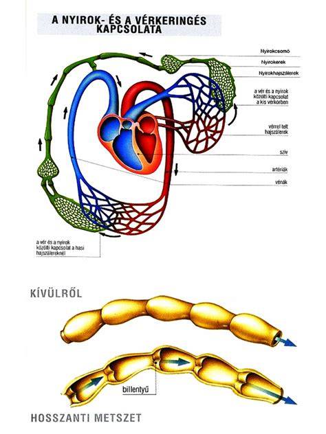 Infografika a hajhálózat és vérkeringés összefüggéséről