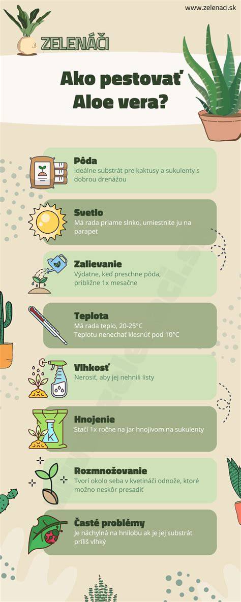 Infografika: Aloe vera és hajápolás összefüggései
