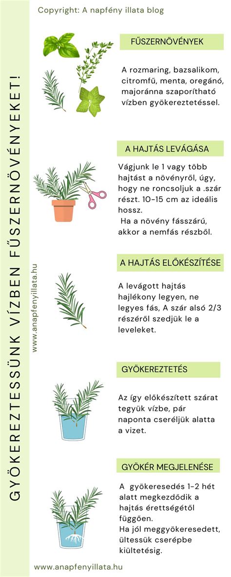 Infografika: lépések a fodrász kiválasztásához Gyöngyösön