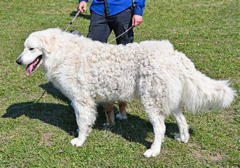 kuvasz_szelso_bunda