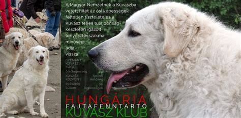 kuvasz_kefe_apolas_illusztracio