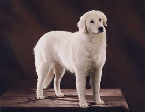 kuvasz_eteles_taplalas