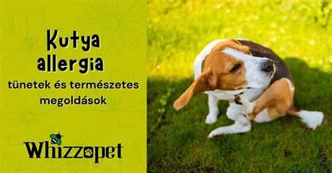 Összetevők és allergia figyelmeztetések vizualizáció
