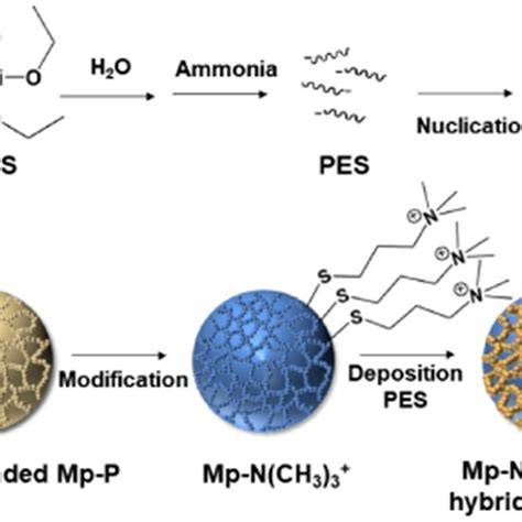 Diagram: Vitaflection Microspheres hatásmechanizmusa