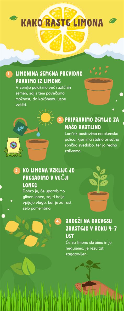 Infografika: 660 nm diódalézeres fejbőrterápia folyamata