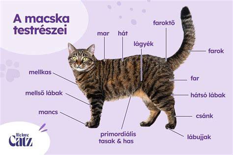 Macska állati ápolás infographic