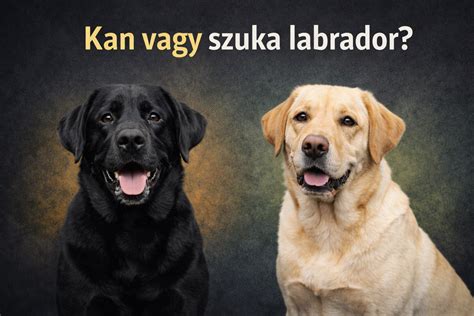 labrador színgenetika diagram