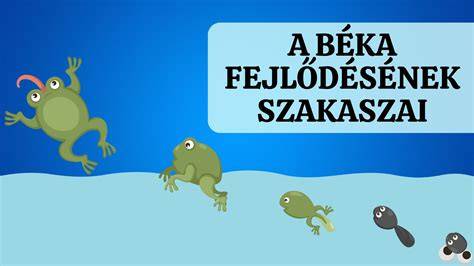 Bolha életciklus - petétől kifejlett bogárig