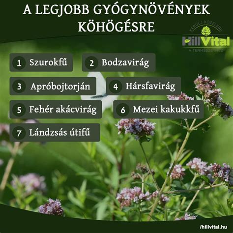 gyógynövények hatóanyagai a fejbőrön