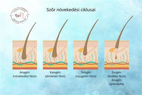 Infografika a szőrtüsző működéséről és a növekedési ciklusokról
