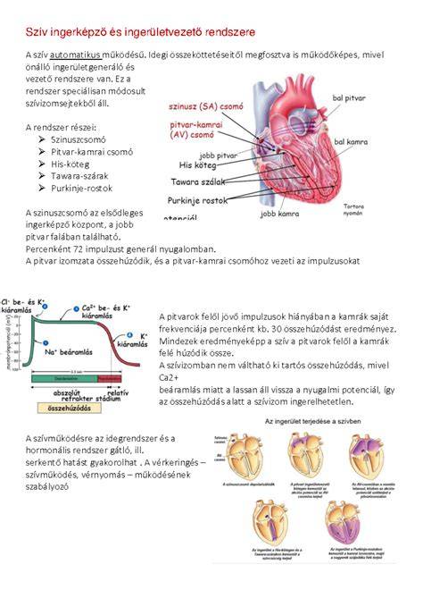 szőrtüszőatkát bemutató anatómiai ábra