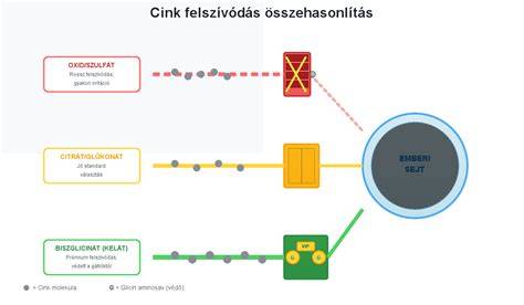 Infografika a nyírfakéreg és a cink hatásáról a fejbőrre