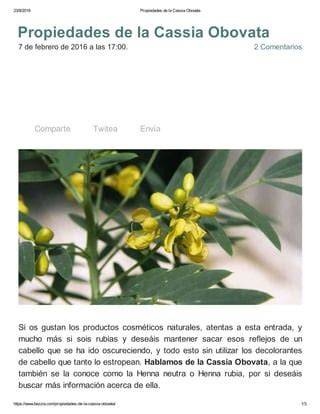 Cassia Obovata por külső megjelenése: zöldes-olívás színe és por állaga