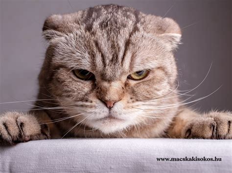 macska bundája fényes és egészséges
