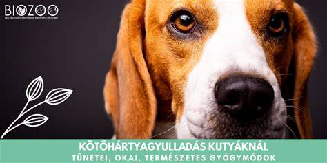 Infografika: A szemhéj- és kötőhártya daganatok elhelyezkedései a kutyáknál