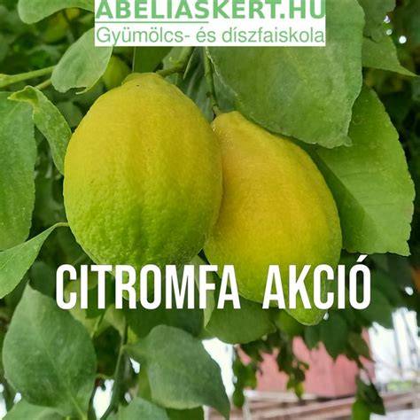 citrom és kamillatea a világosításhoz