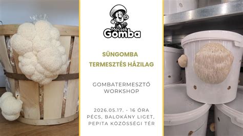 otthoni gombatermesztés vizuális áttekintése