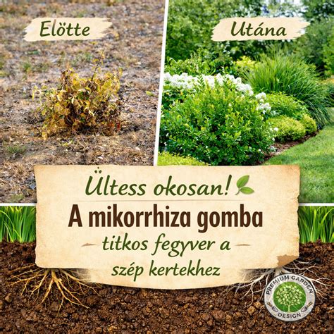 Infografika: Malassezia gomba szerepe a szeborreában