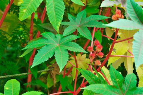 Ricinusolaj üveg és ricinus növény