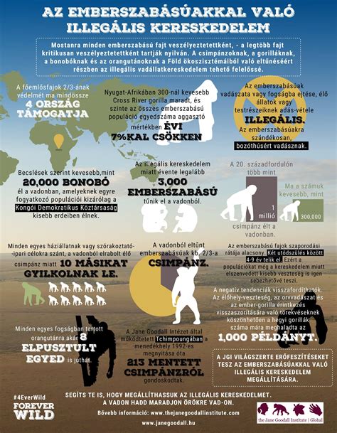 Infografika: szakáll eltűnése és környezetvédelmi üzenet kapcsolata