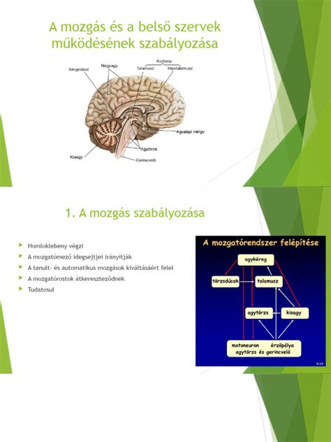Infografika: arcbőr zónái és kapcsolódó belső szervek