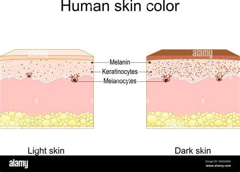 Infografika az őszülés biológiájáról: melanocita, melanin, kataláz hatása a hajszínre