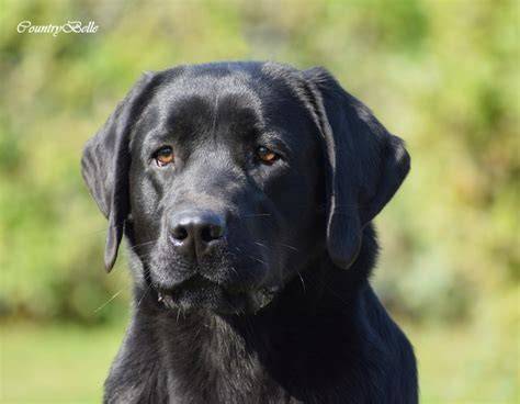Fekete labrador a vízben úszva