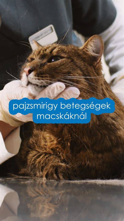 illatosítási kockázat macskáknál
