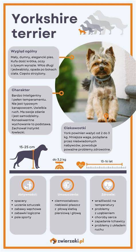 Infografika: Yorkshire terrier ápolási ütemterve (első nyírási kor, gyakoriság, ellenőrzési pontok)