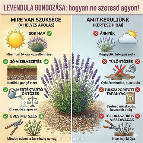 Infografika: levendula termesztése és levendula olaj előállítása