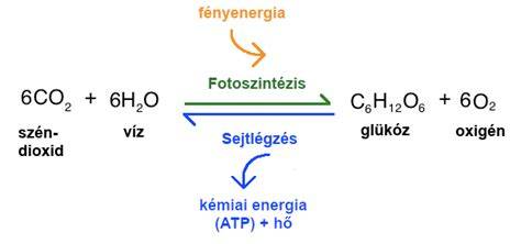 Oktató diagram a szőrtüsző és a fényenergia kapcsolatról