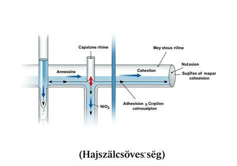 hajszálcsövesség és kapilláris emelkedés - sémás ábra