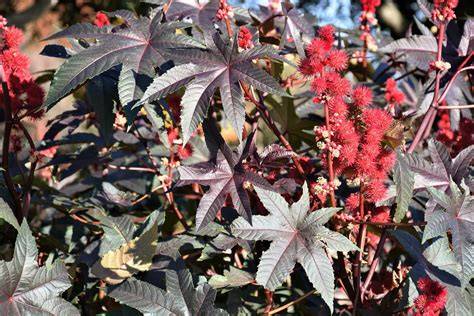 ricinus növény felépítése és magok mérgezősége
