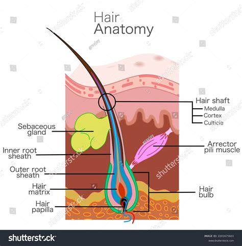image:hair_skin_layers_diagram