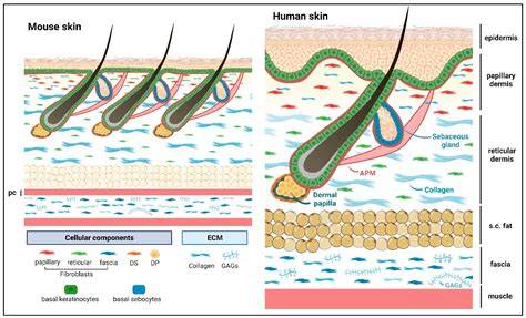 image:hair_skin_active_components