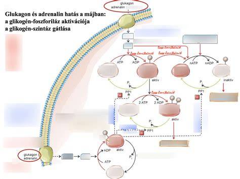 Diagram: Stemoxydine és Resveratrol hatása a hajhagymákra
