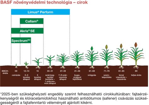 Áttekintő diagram a cirok felhasználási területeiről: szemescirok, silócirok, bioetanol, biogáz