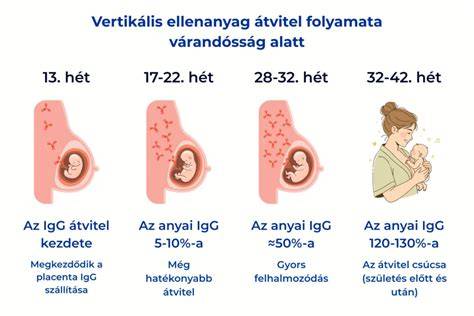 Infografika: A balzsamozás folyamata a sampon után