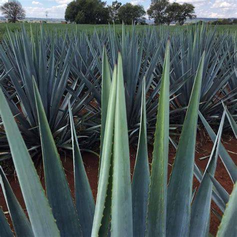 agave-kivonat-fejbőr-tisztítás