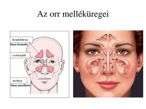 illusztráció az orr anatómiájáról és a nyálkahártya funkcióiról