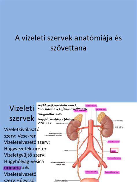 Szőrtüsző anatómiája és gyulladása