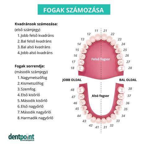 Infografika: A fogszuvasodás és a törött fogak kapcsolata