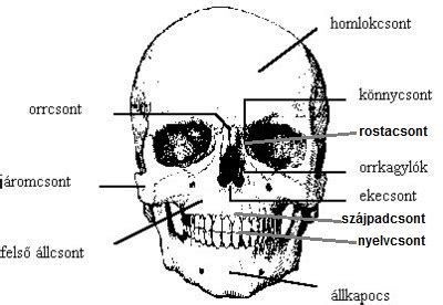 Az emberi fej és arc csontjai, izmai és idegei