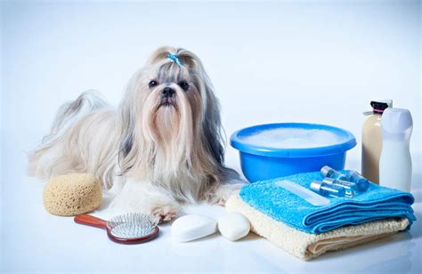 Különböző kutyaápolási eszközök